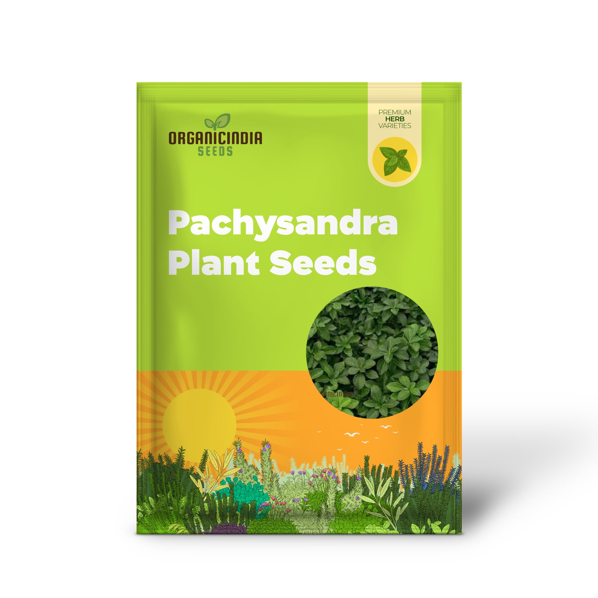 Non-GMO Pachysandra Plant Seeds for Shade Gardens