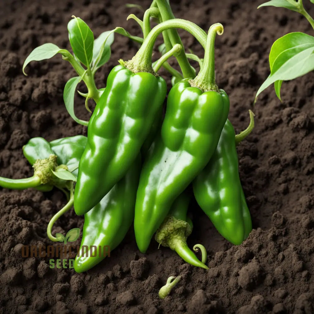 Mature Green Padron Pepper Plant with Small Green Peppers