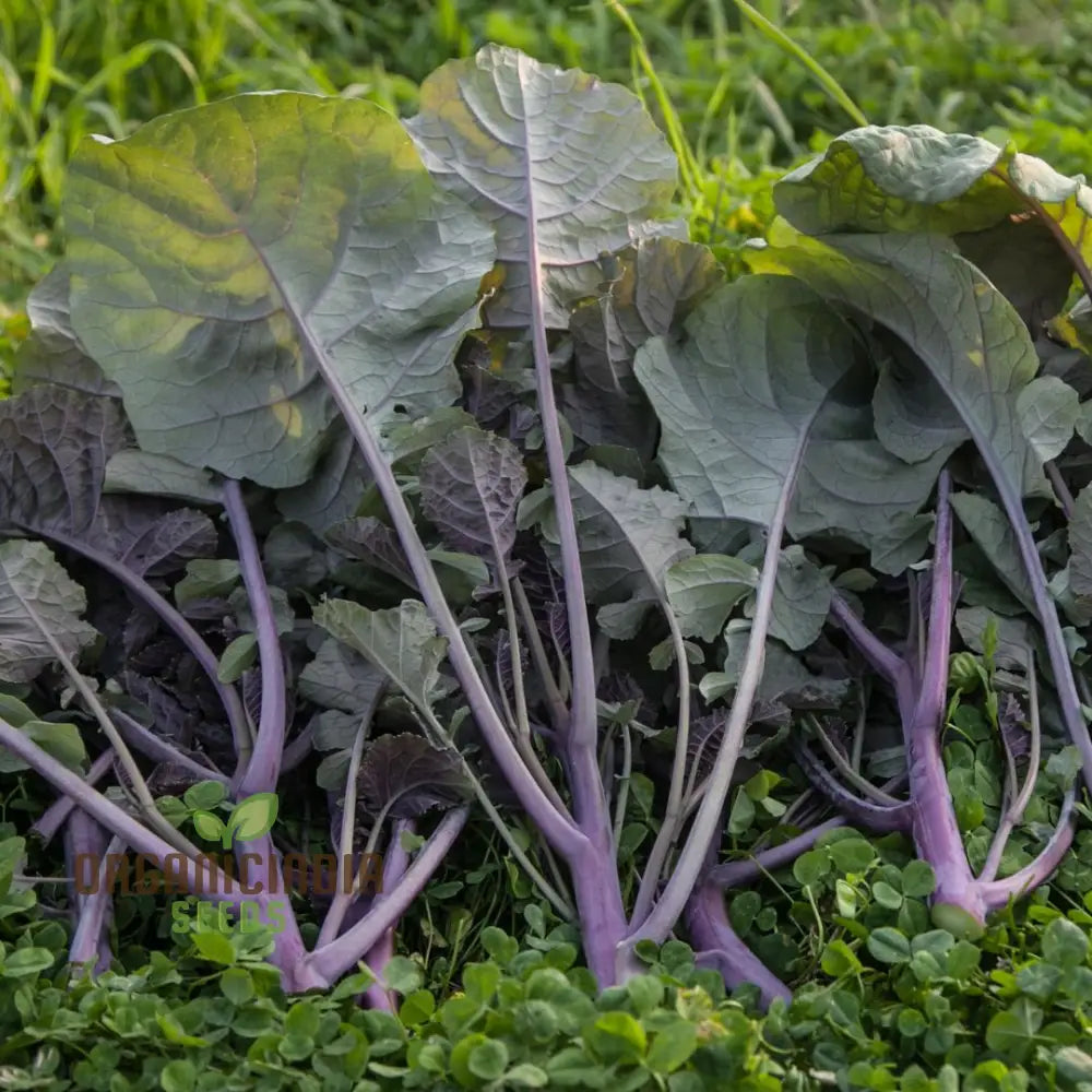 Pai Tsai Plant Grown from Seeds, Nutritious Leafy Greens