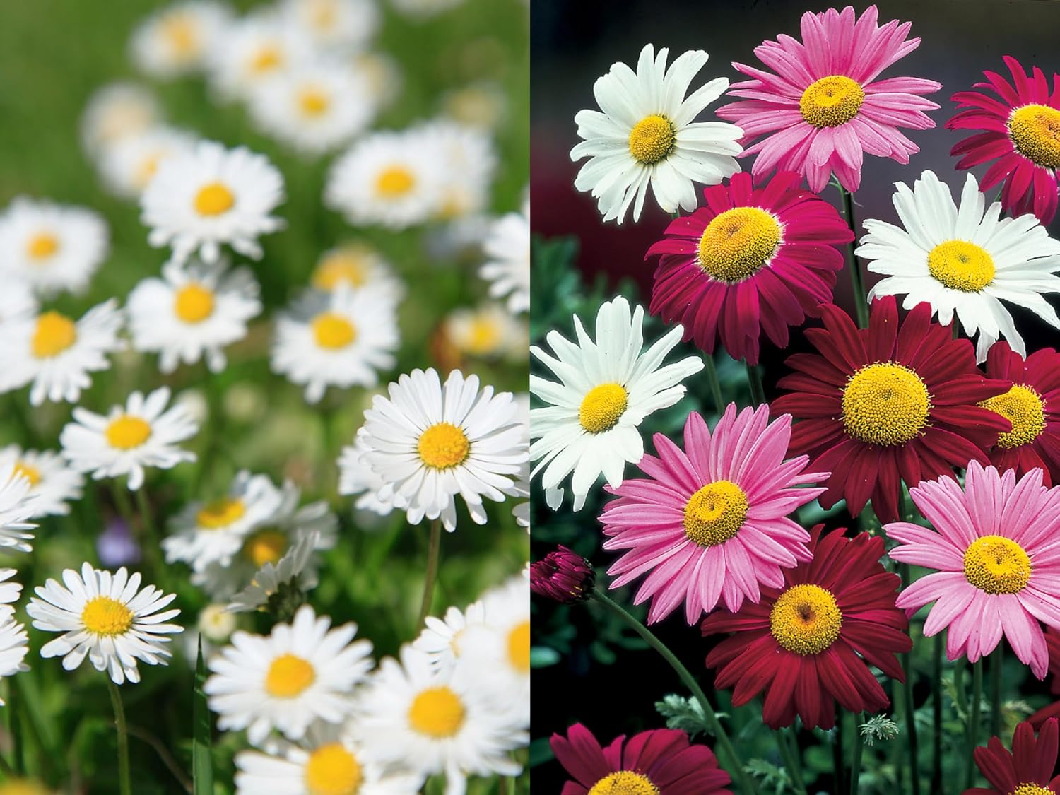 Painted Daisy Pyrethrum Mix Seeds for Long-Lasting Garden Flowers