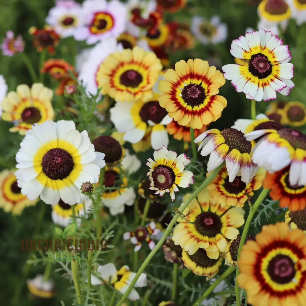 Painted Daisy seeds for planting colorful garden flowers