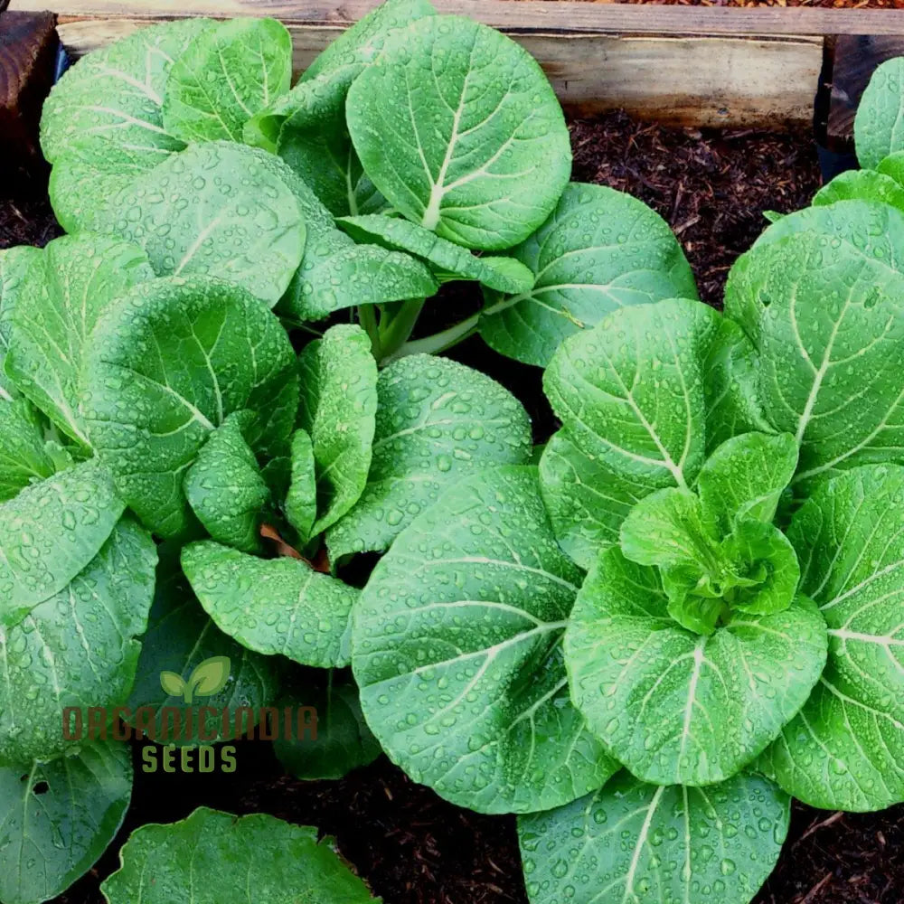 Pak Choi Da Cheong Chae F1 Seeds for Planting, Premium Hybrid Vegetable Seeds