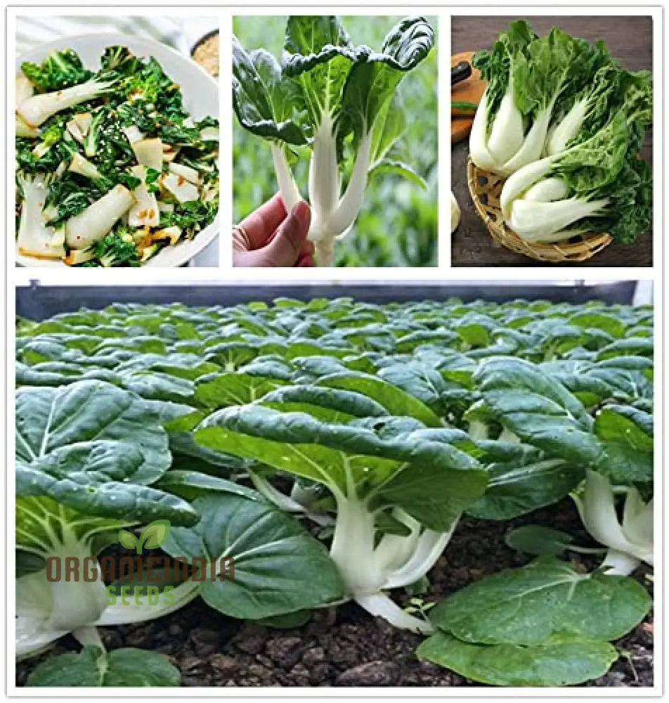 Fresh Extra Dwarf Pak Choi Leaves, Crisp and Tender Organic Greens