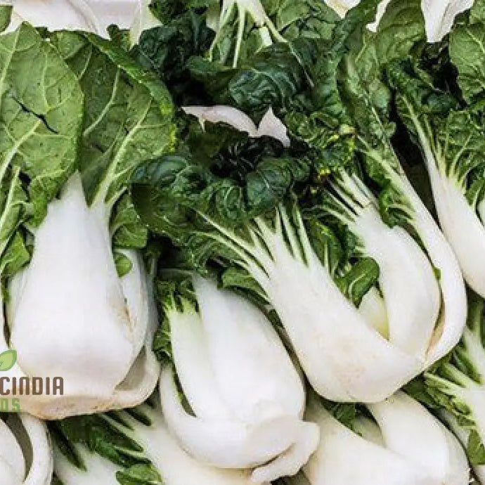 Mature Extra Dwarf Pak Choi Plant, Premium Organic Leafy Greens