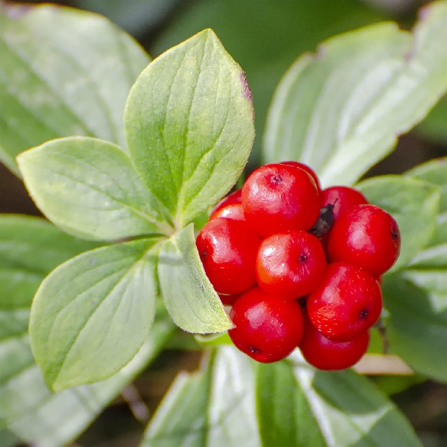 Panax Quinquefolius Ginseng Seeds for Growing Perennial Herbs