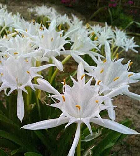 Pancratium maritimum seeds sea daffodil seeds for gardening