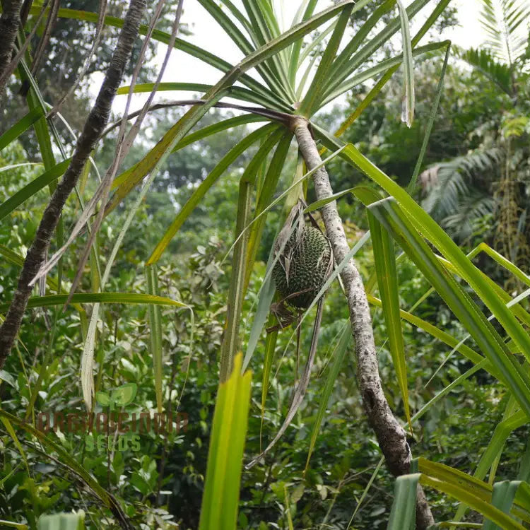 Pandanus Furcatus Seeds For Exotic Gardening Enthusiasts - Grow Your Own Tropical Beauty At Home
