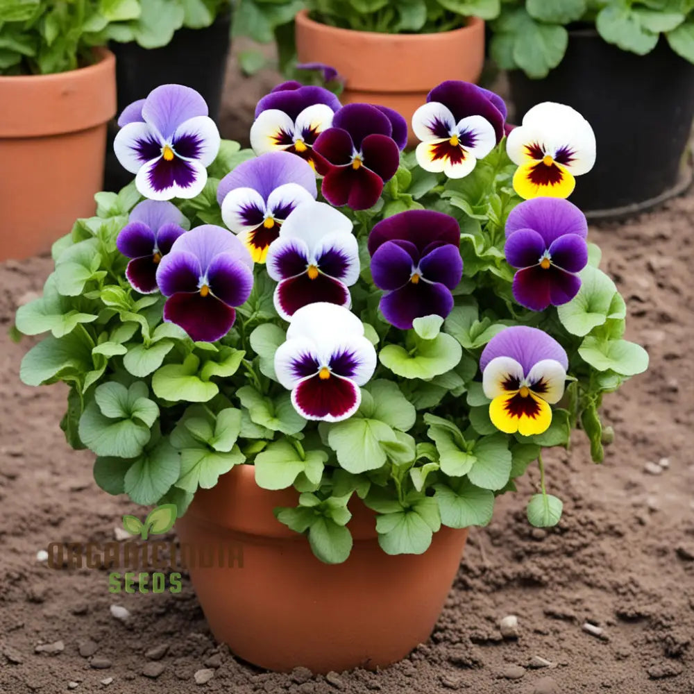 Mixed Pansies Growing in Garden Pot
