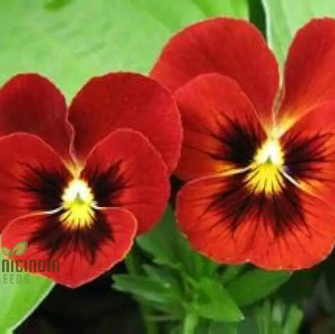 Pansy seeds plant growth stages in outdoor garden
