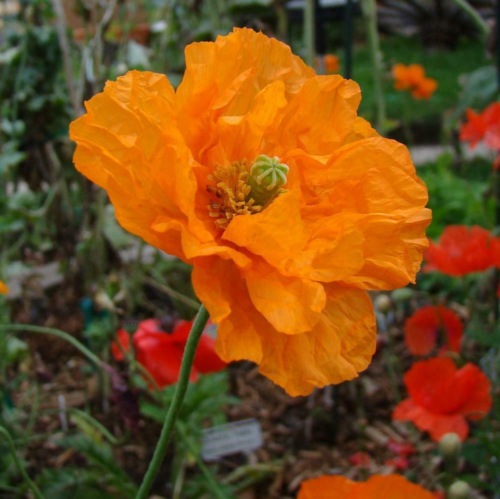 Orange Feathers poppy seeds germination for home garden