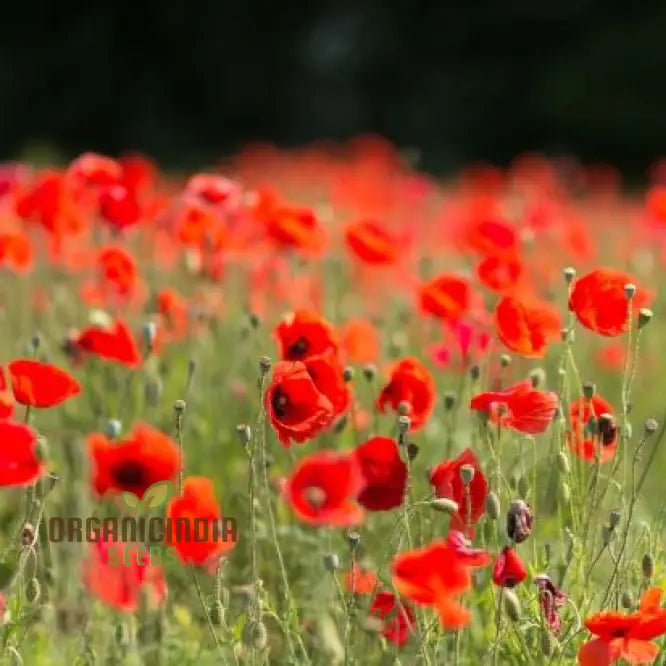 Papaver Rhoeas seedlings growing from high-quality seeds