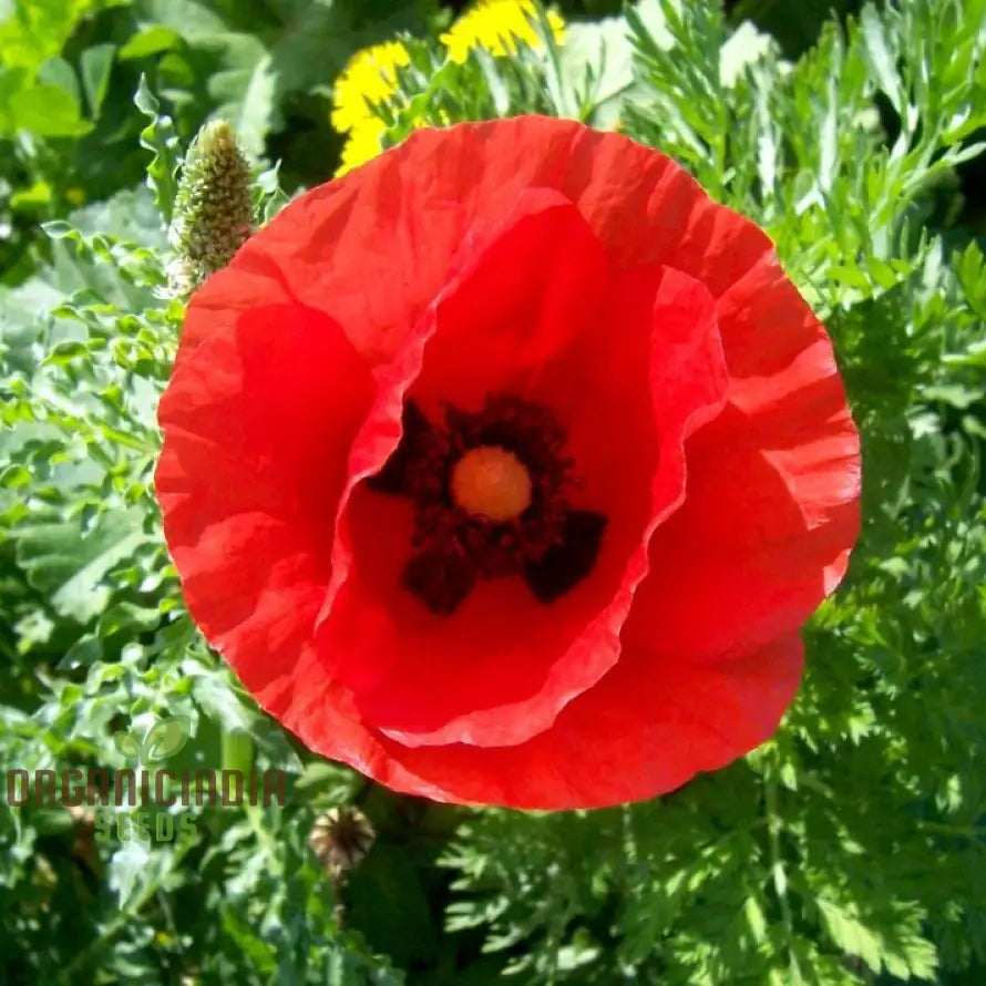Papaver Rhoeas seeds for planting vibrant poppy flowers