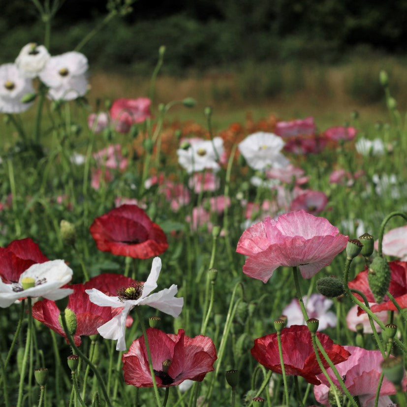 Papaver Rhoeas seedlings growing from high quality seeds