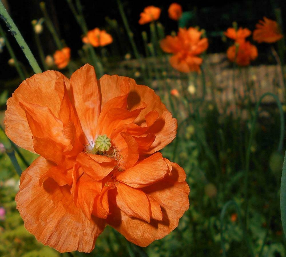 Papaver Rupifragum Orange Feathers seedlings growing in garden