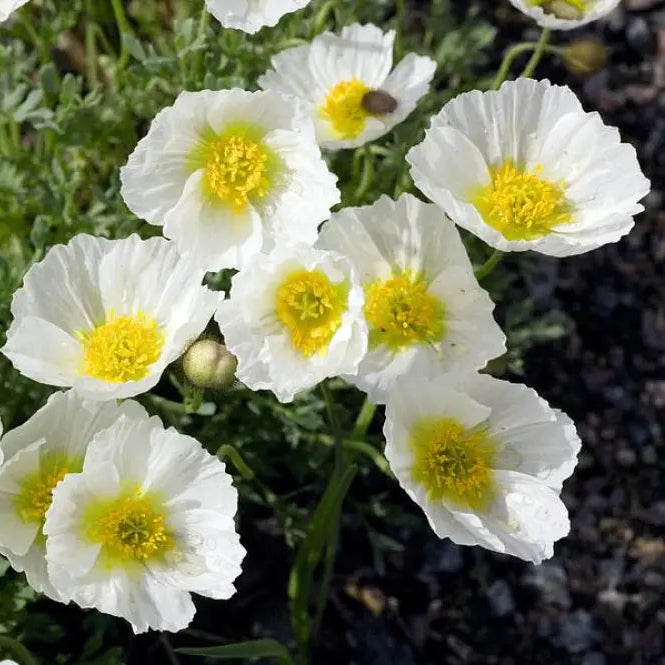 Papaver Sendtneri seeds germination poppy seedling growth