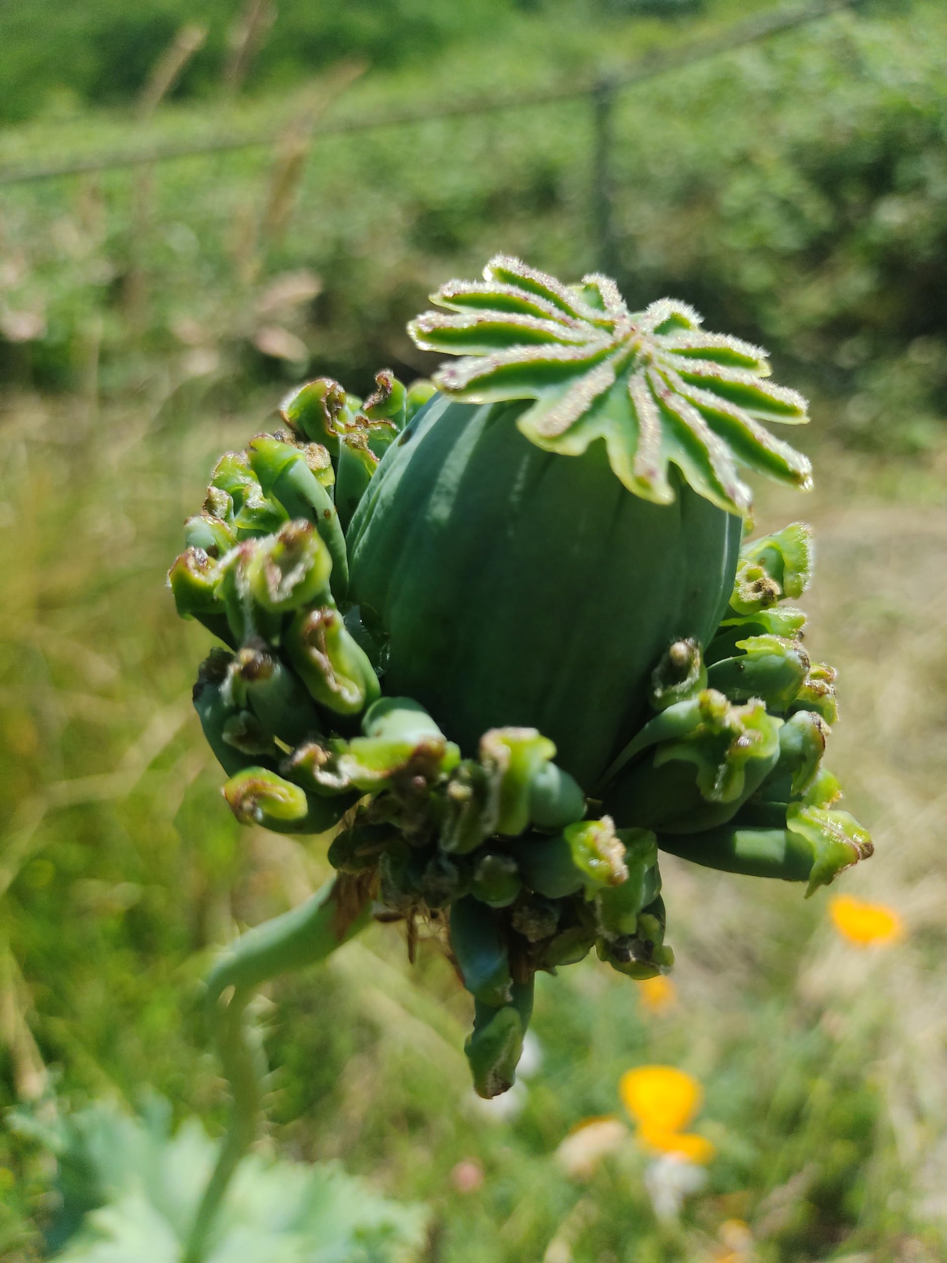 Papaver somniferum Hens and Chickens seeds for colorful garden blooms