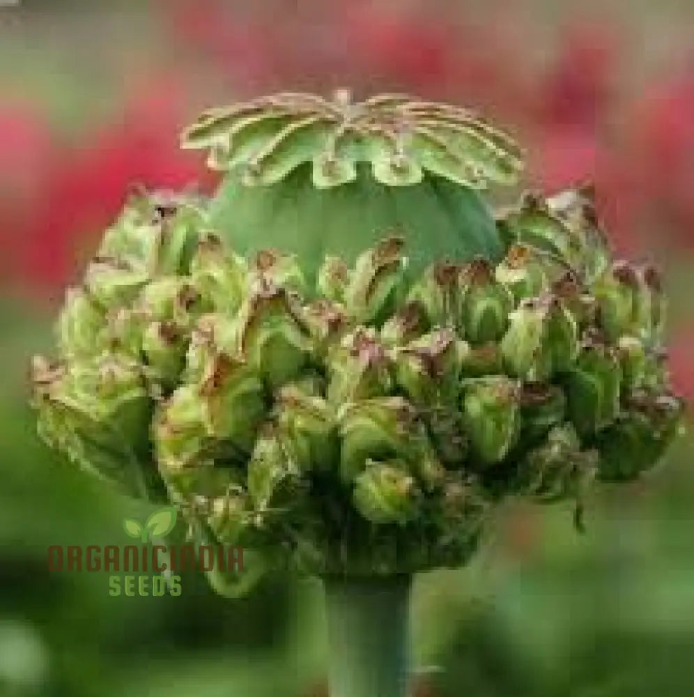 Papaver Somniferum â€™Hens And Chickensâ€™ Seeds For Exquisite Garden Blooms | High-Quality Gardening