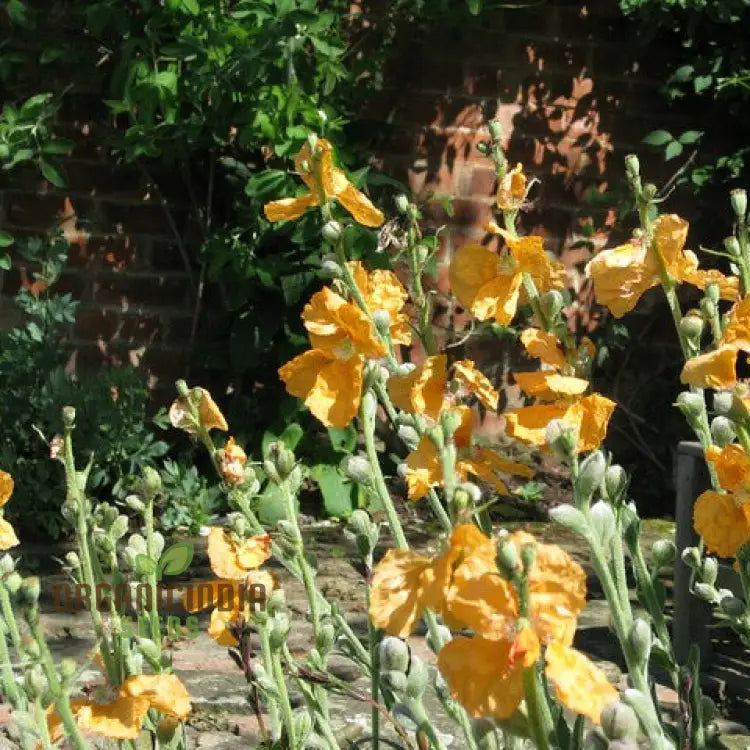 Papaver Spicatum seeds germination for garden planting