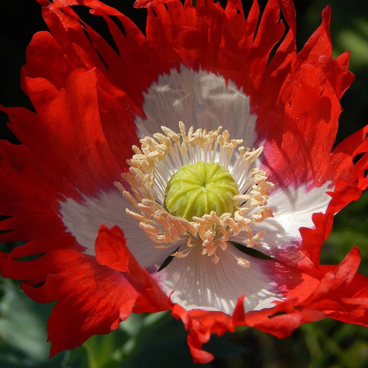 Papaver Somniferum Ultimate Mixture Seeds for Vibrant Garden Blooms