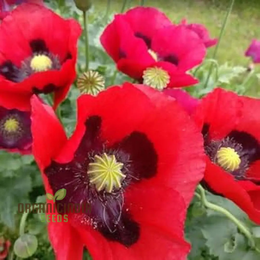 Papaver Summer Blaze Seeds for Growing Bright Summer Blooms