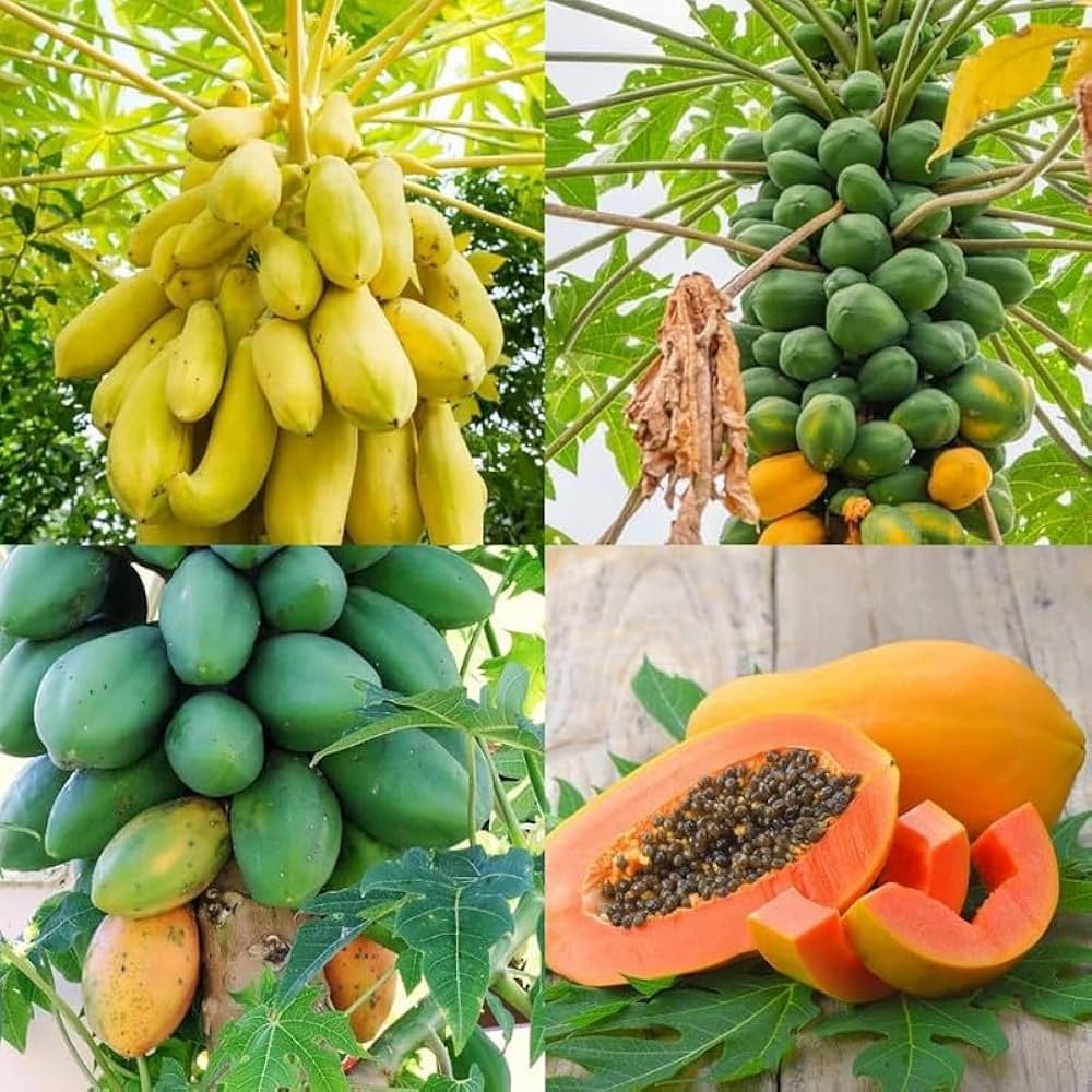 Mixed Papaya Fruit Seeds for Planting