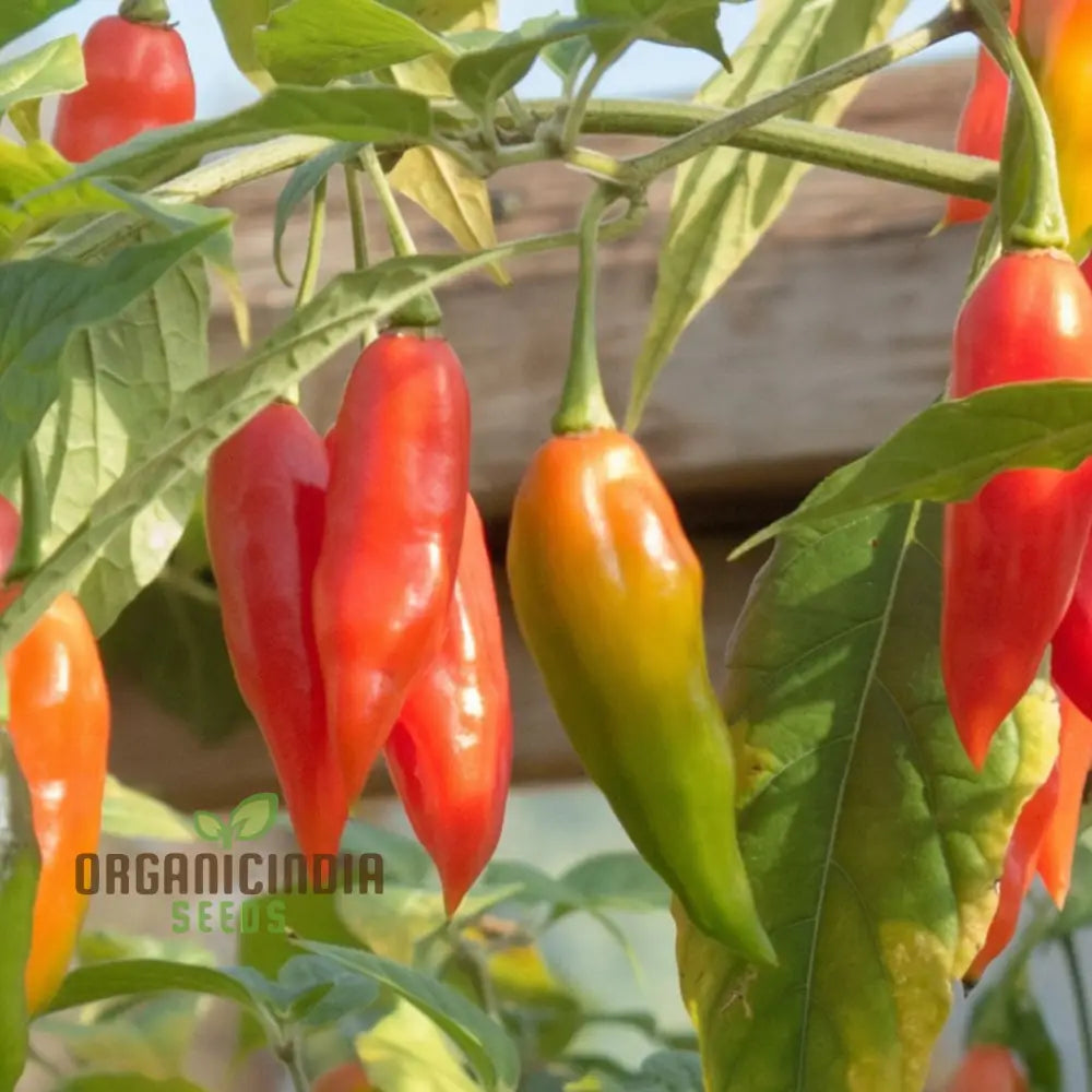 Paper Lantern Chilli Pepper Seeds Packet, Hot Pepper Seeds