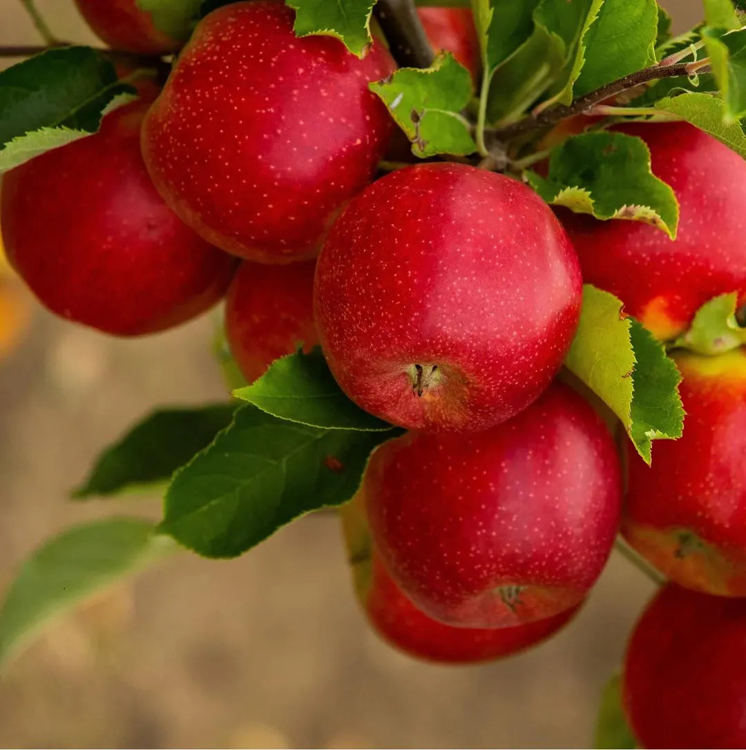 Fresh Paradise Apples Grown from Heirloom Non-GMO Seeds