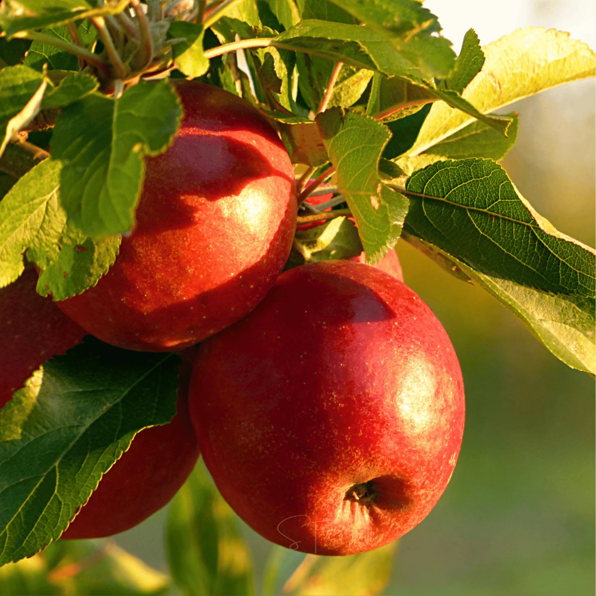 How to Grow Paradise Apple Trees from Seeds – Step-by-Step Guide