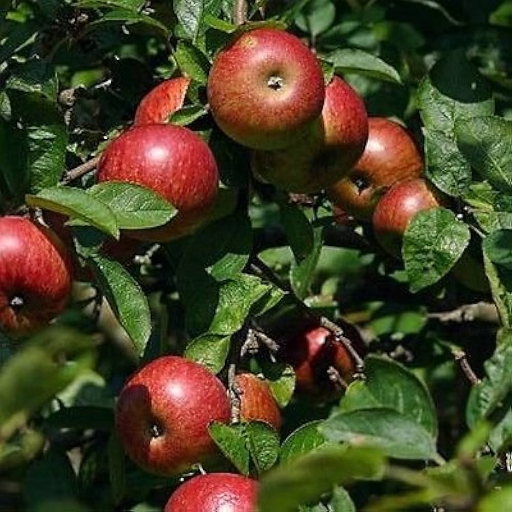 Paradise Apple Seeds – Heirloom Non-GMO Apple Tree Variety