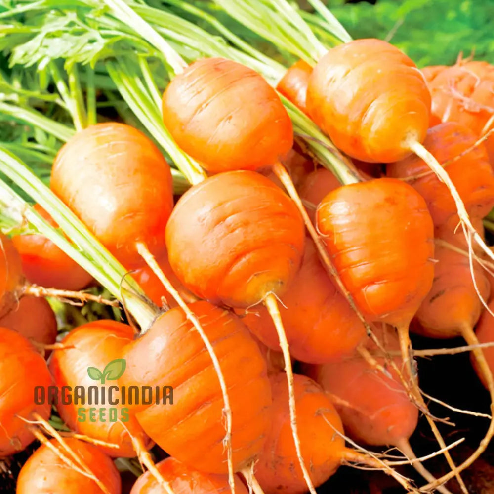 Mature Paris Carrot Plant from Seeds, Compact Heirloom Variety