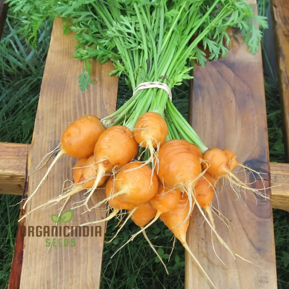 Paris Carrot Roots in Garden Soil, Round and Crisp Carrot Variety