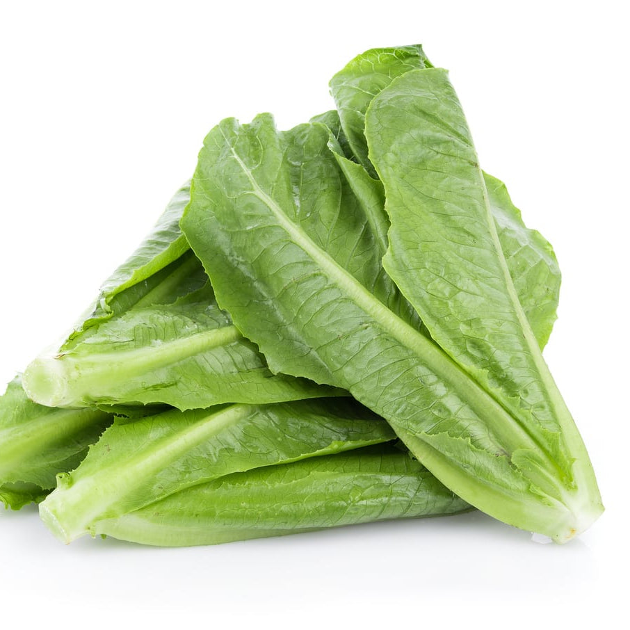 Harvested Paris Island Cos Lettuce from Seeds, Nutritious Garden Leaves