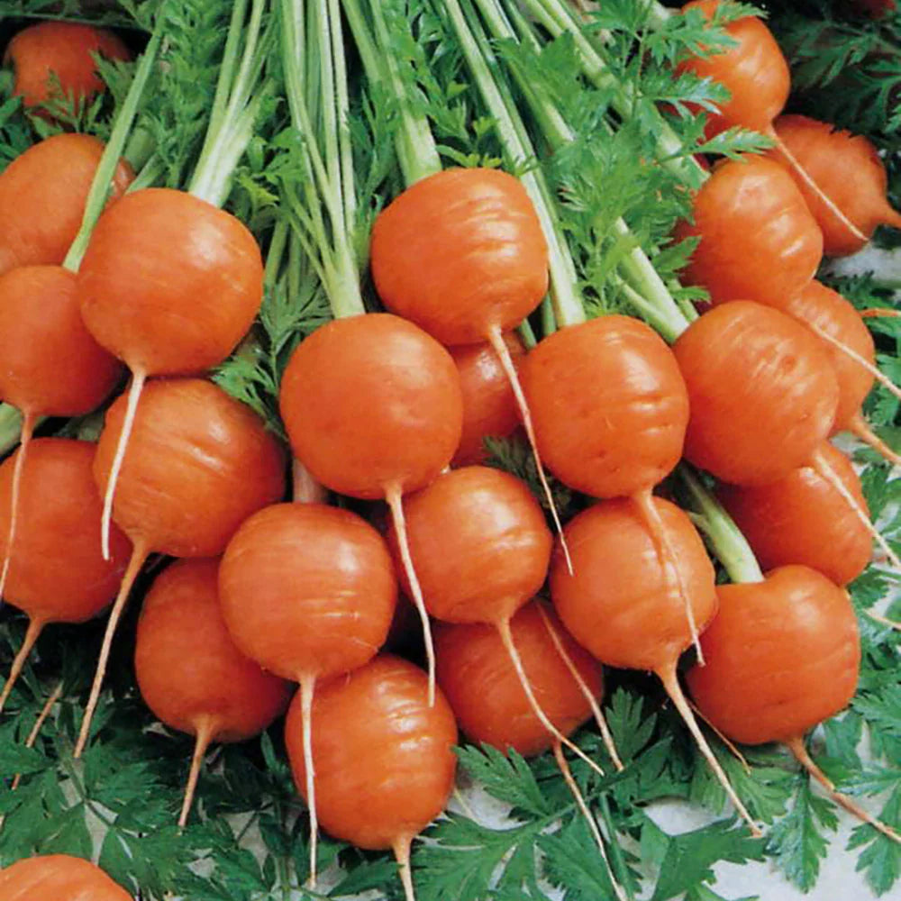 Mature Parisian Carrot Plant Producing Sweet Round Roots