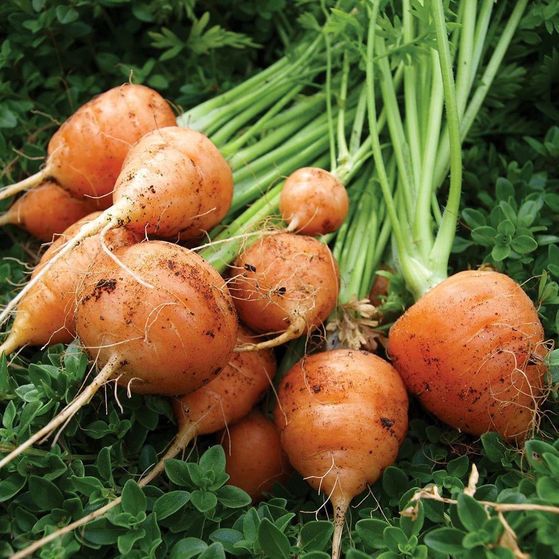 Parisian Carrot Seeds Heirloom Variety for Home Garden Planting