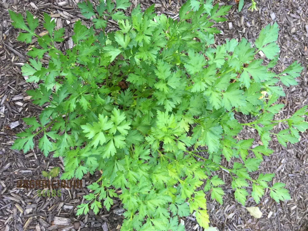 Hamburg Parsley Plant Growing in Container from Seeds, Kitchen Garden Herb