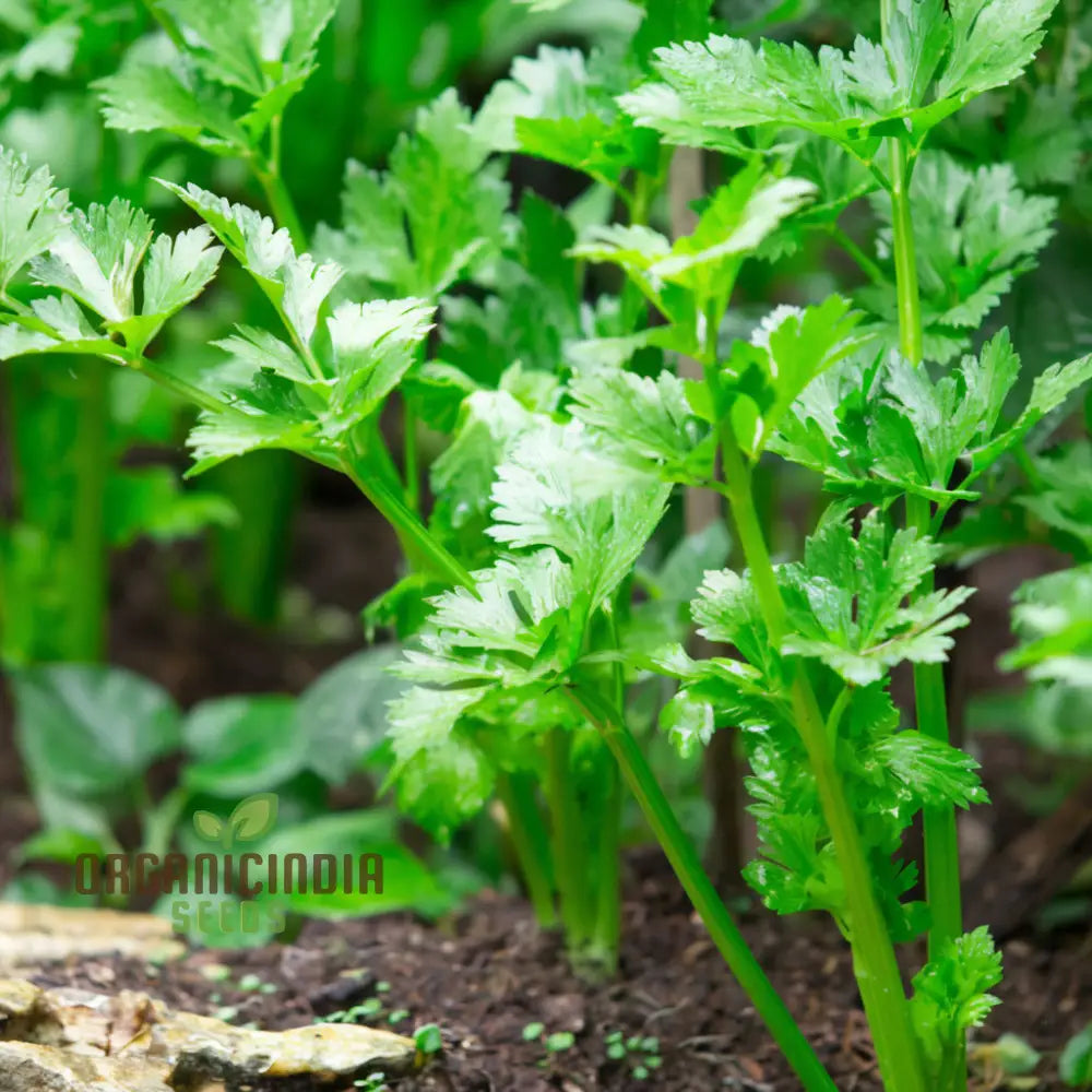 PAR-CEL Parsley Seeds for Home Garden, Aromatic Herb Seeds