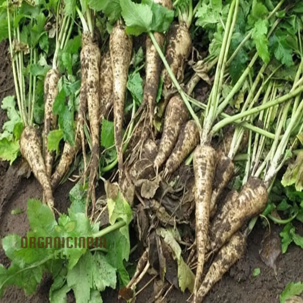 Gladiator F1 Parsnip Seeds Pack for Planting, High Yield Seeds