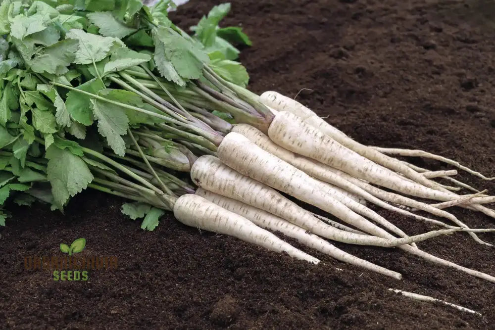 Mature Student Parsnip Plants, Home Garden Parsnip Seeds
