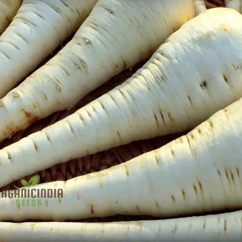 Mature Tender and True Parsnip Plant from Seeds, Healthy Root Vegetable