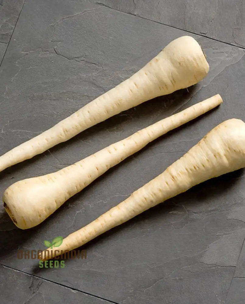 Parsnip White Spear Vegetable Seeds Cultivate Flavorful And Hardy Parsnips With Expert Planting