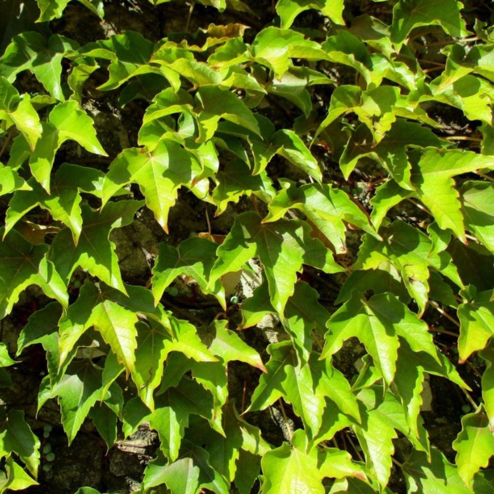 Parthenocissus Tricuspidata Boston Ivy Growing on Fence