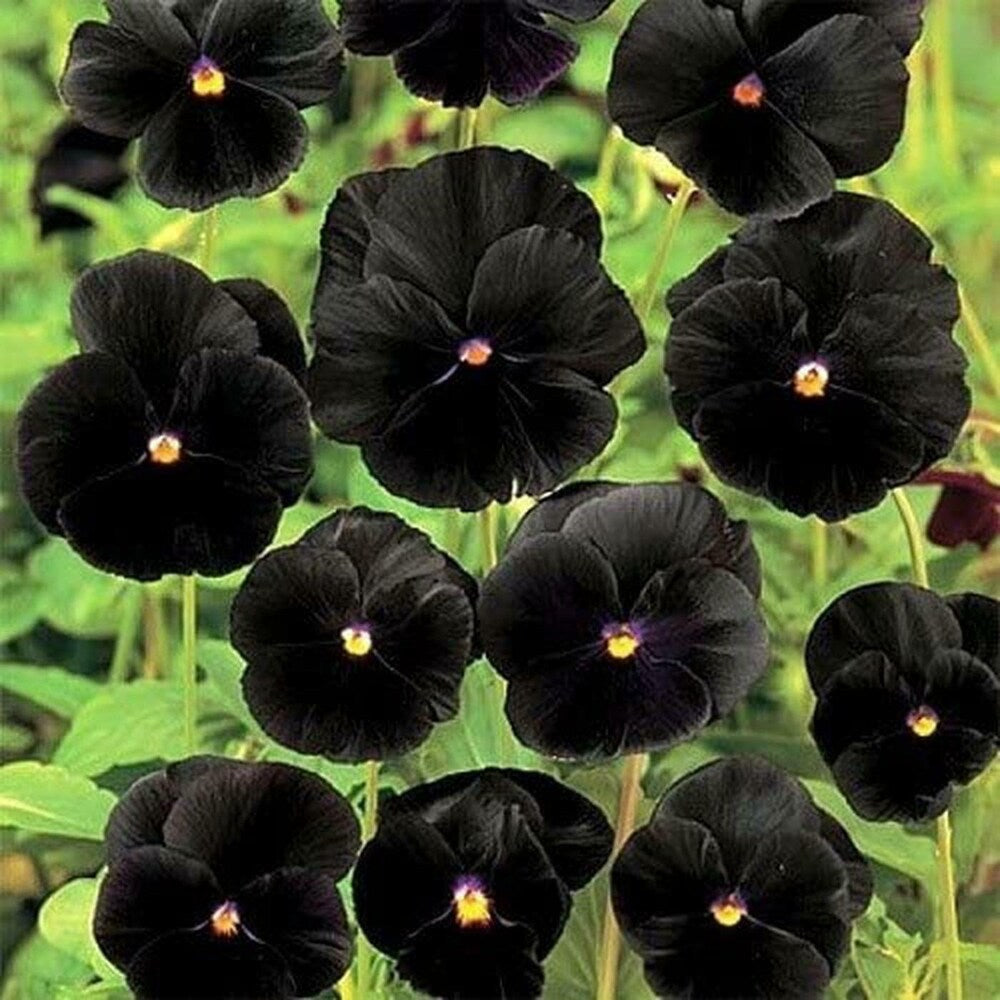 Black Pansy Flower Seeds , Exotic Dark Blooms, Easy to Grow, Non-GMO