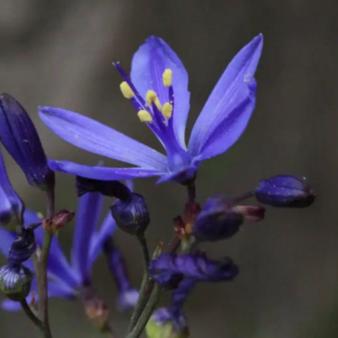 Pasithea Coerulea seedlings growing in garden soil