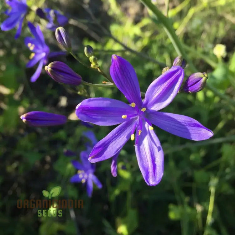 Pasithea Coerulea seeds for planting Blue Wandflower