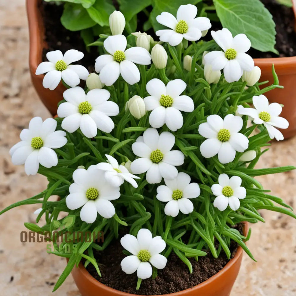 Pasqual White Flower Seeds for Landscaping and Garden Design