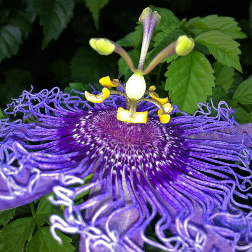 Graines de Passiflora Incarnata - Fleur de la Passion pourpre/Maypop, vigne vivace à croissance rapide, résistante à l'hiver - 200 pièces