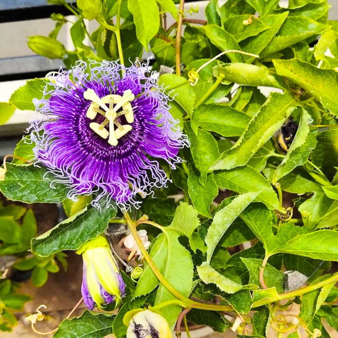 Close-up of purple passion flower bloom