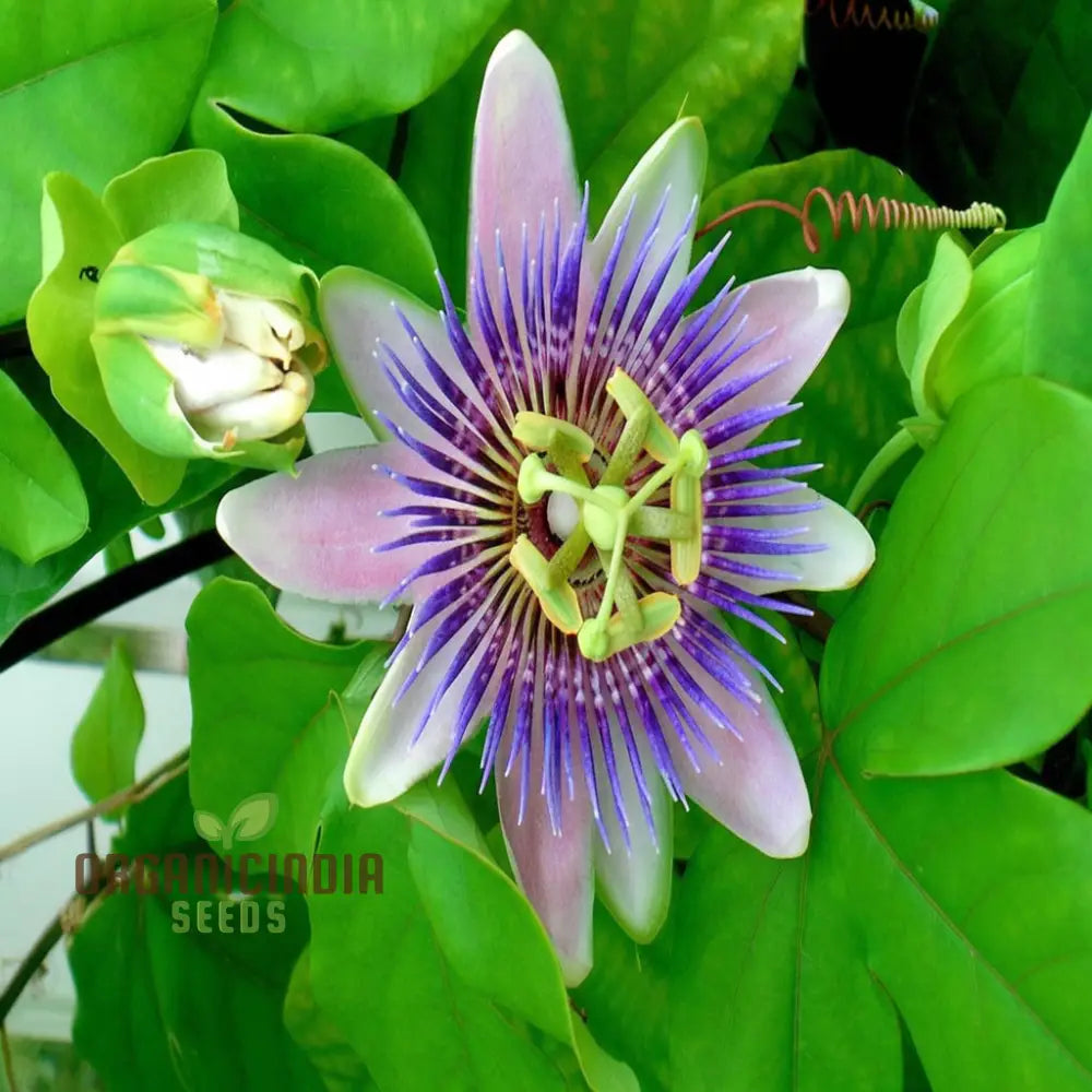 Passion Flower Seeds with Exotic Blooms for Home Gardens