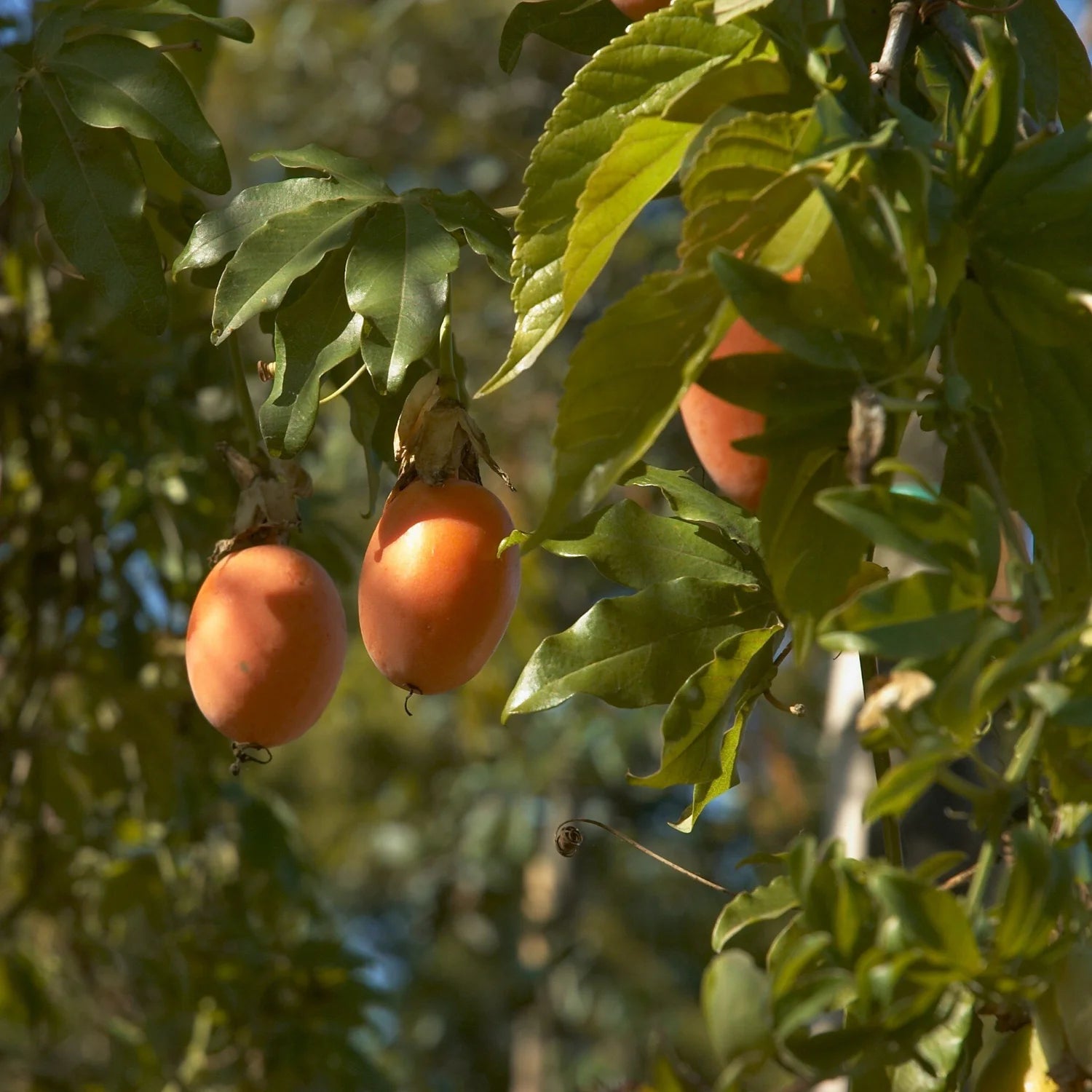 Passion flower vine seeds Blue Crown variety