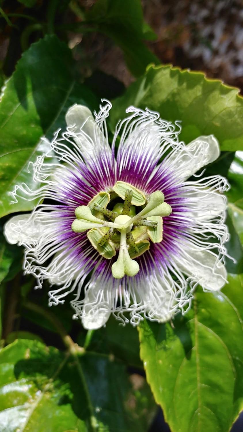 Passion Flower Seeds with High Germination for Gardeners